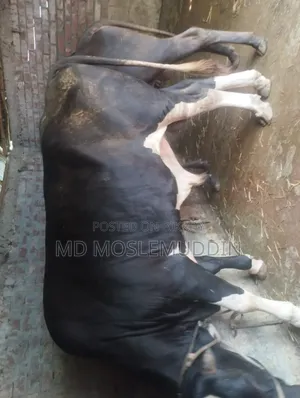 Holstein Friesian Cow