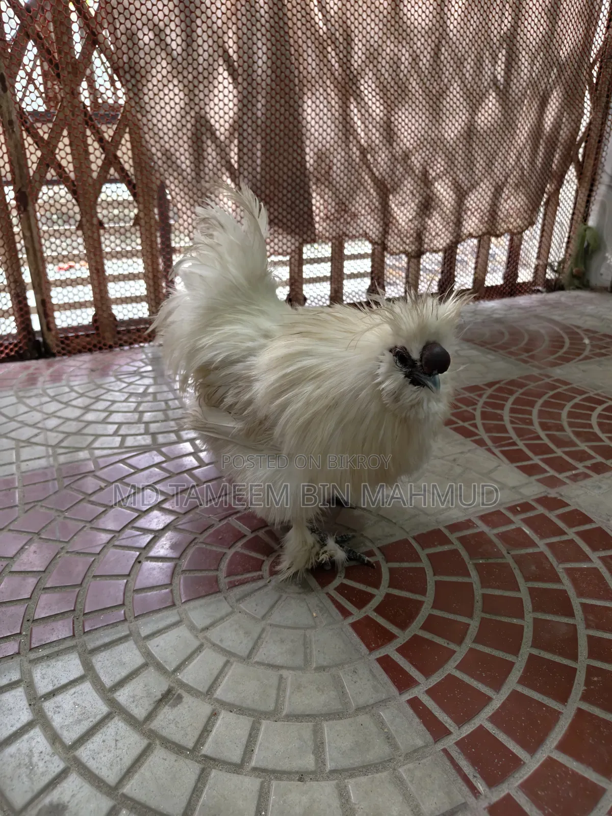 Silkie Chicken