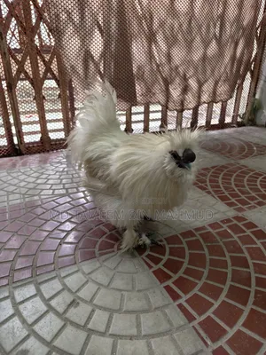 Silkie Chicken