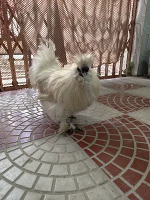 Silkie Chicken