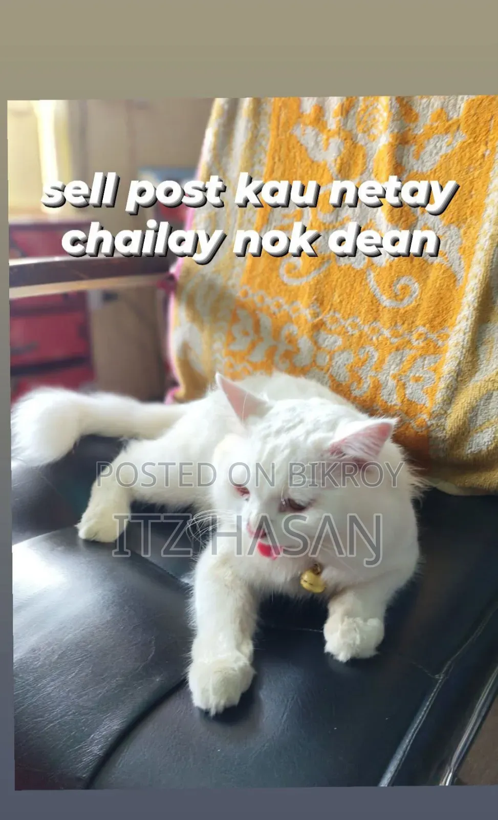 3-6 Months Female Purebred Persian