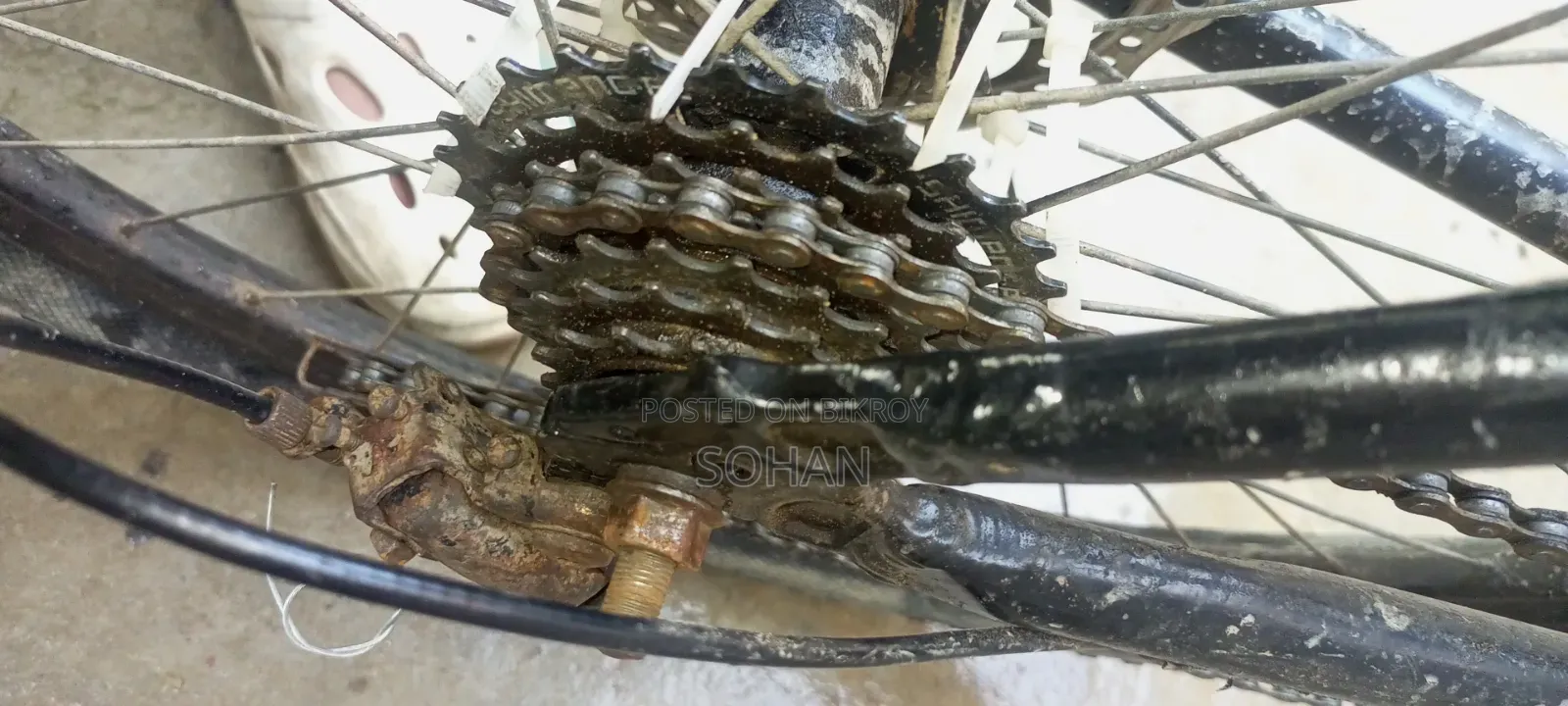 Capriolo Cycle