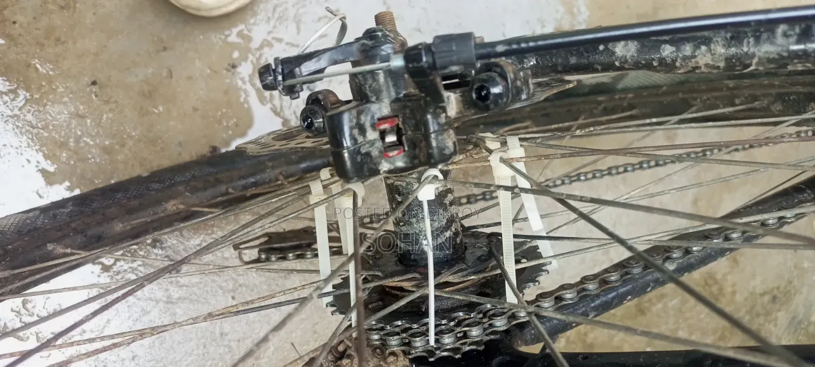 Capriolo Cycle