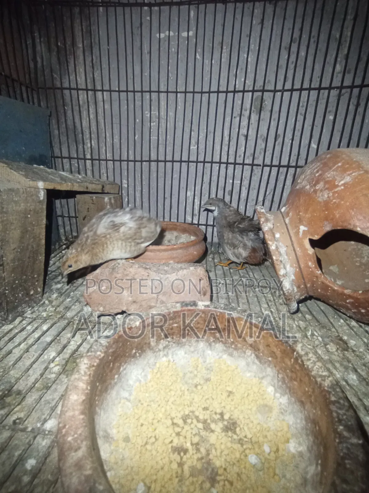 কিং কোয়েল