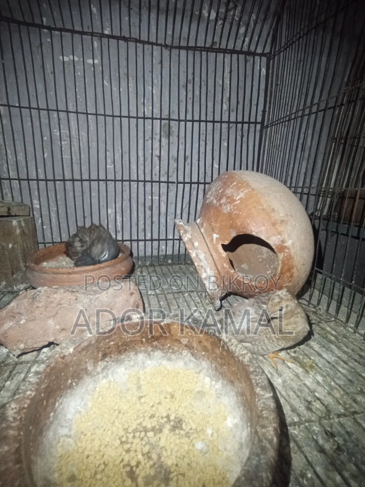 কিং কোয়েল