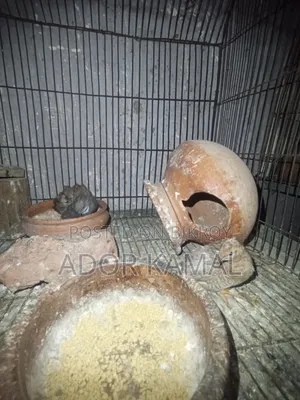 কিং কোয়েল