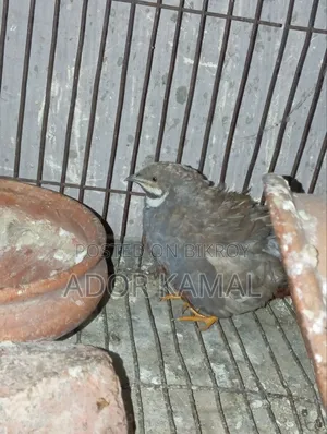 কিং কোয়েল