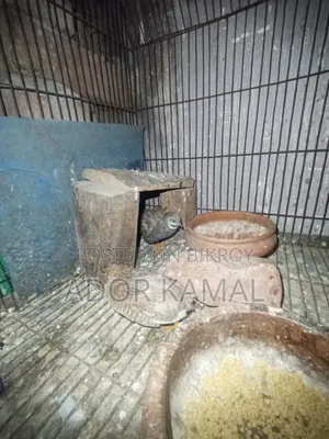 কিং কোয়েল