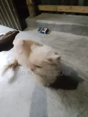 3-6 Months Male Purebred Persian