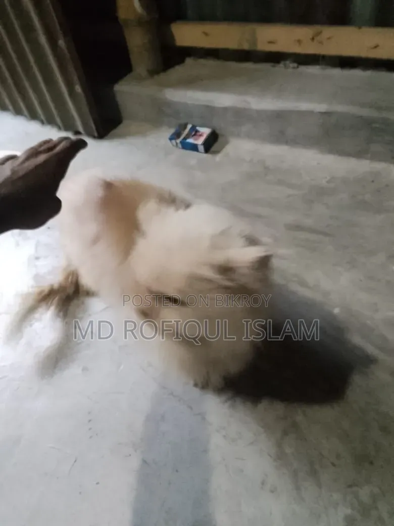 3-6 Months Male Purebred Persian