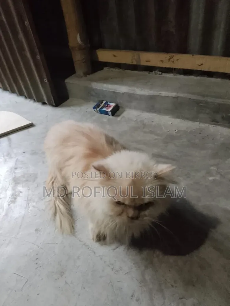 3-6 Months Male Purebred Persian