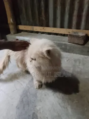 3-6 Months Male Purebred Persian