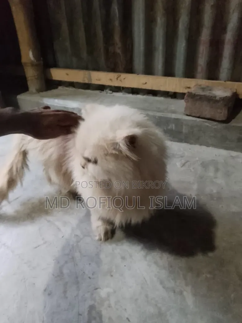 3-6 Months Male Purebred Persian