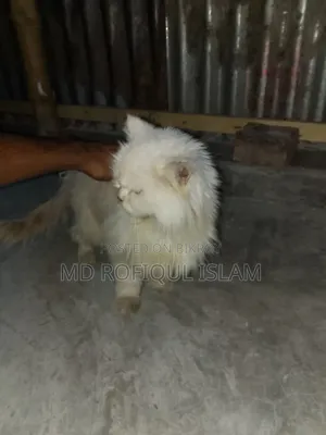 3-6 Months Male Purebred Persian