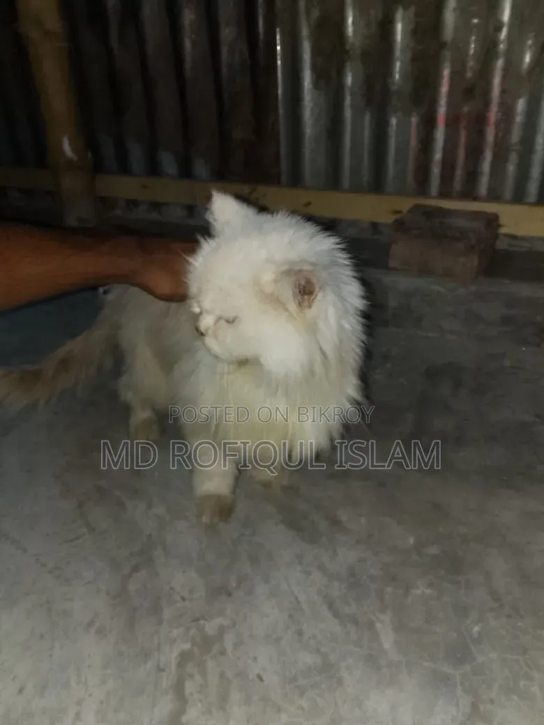 3-6 Months Male Purebred Persian