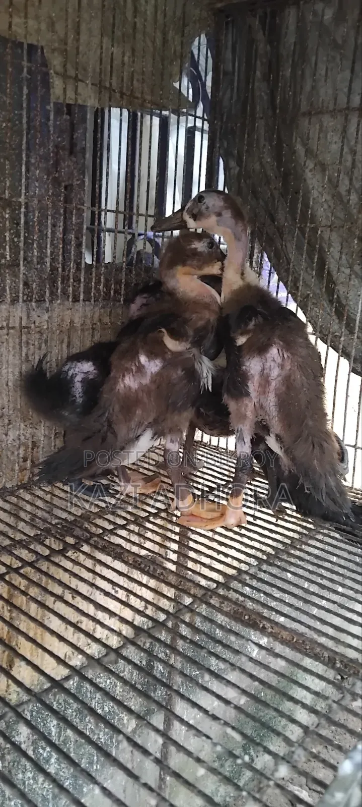 বেবি ডাক ফর সেল