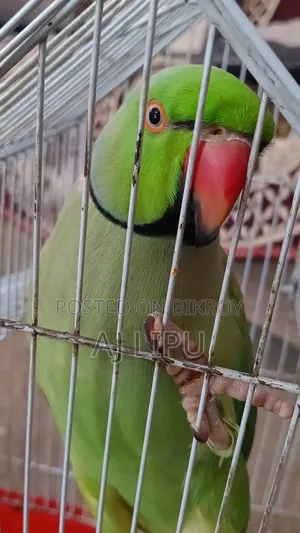 A Pair of Running Indian Ringneck for Sale