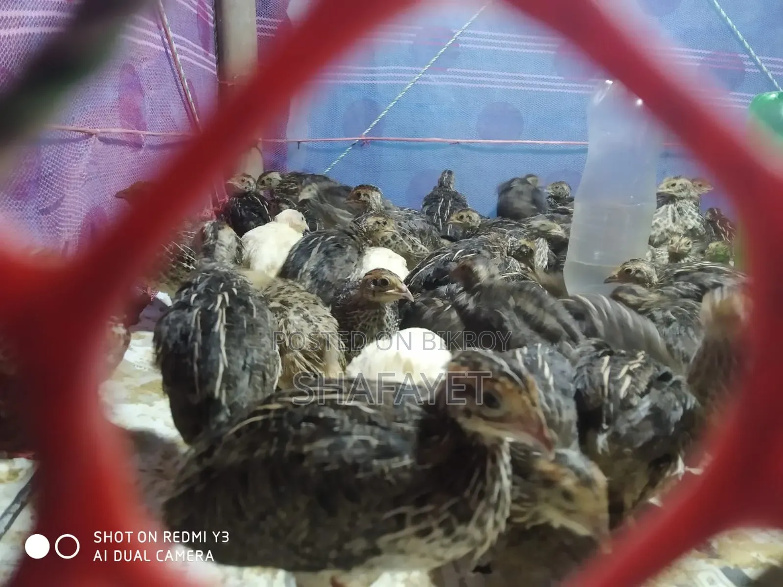Quail Bird