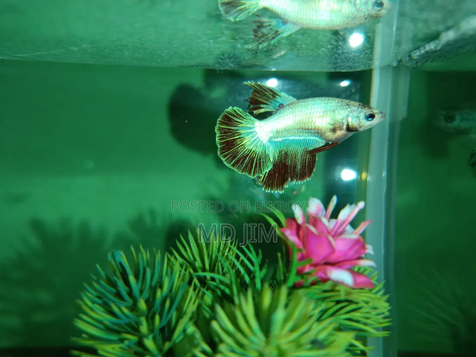 সুন্দর Halfmoon Betta Fighter Fish বিক্রি হবে