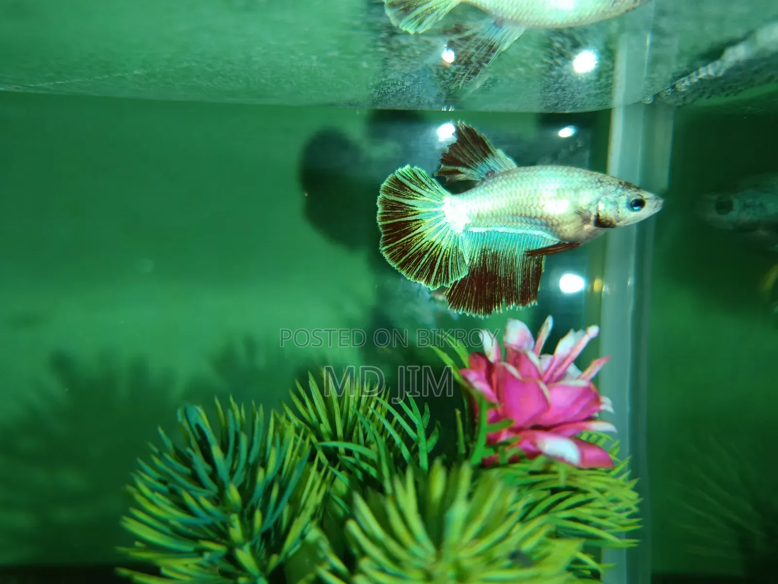 সুন্দর Halfmoon Betta Fighter Fish বিক্রি হবে