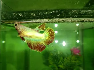 সুন্দর Halfmoon Betta Fighter Fish বিক্রি হবে