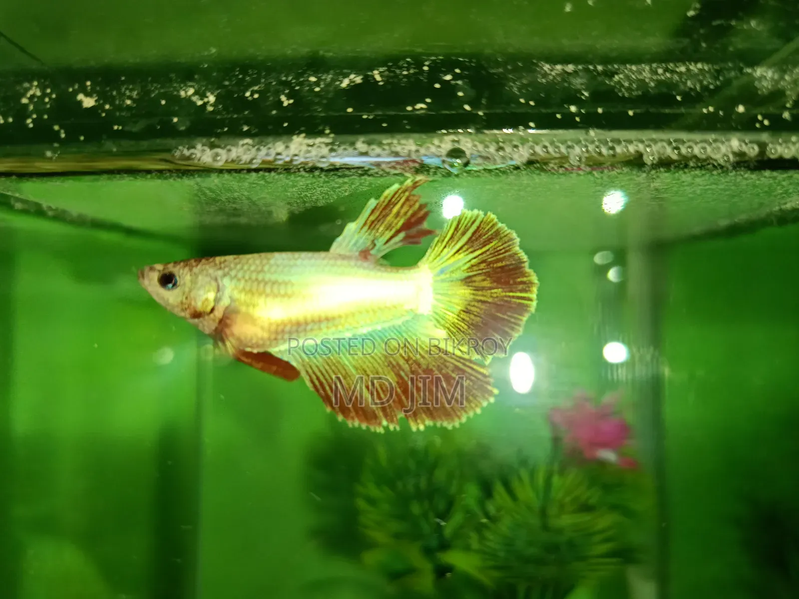 সুন্দর Halfmoon Betta Fighter Fish বিক্রি হবে