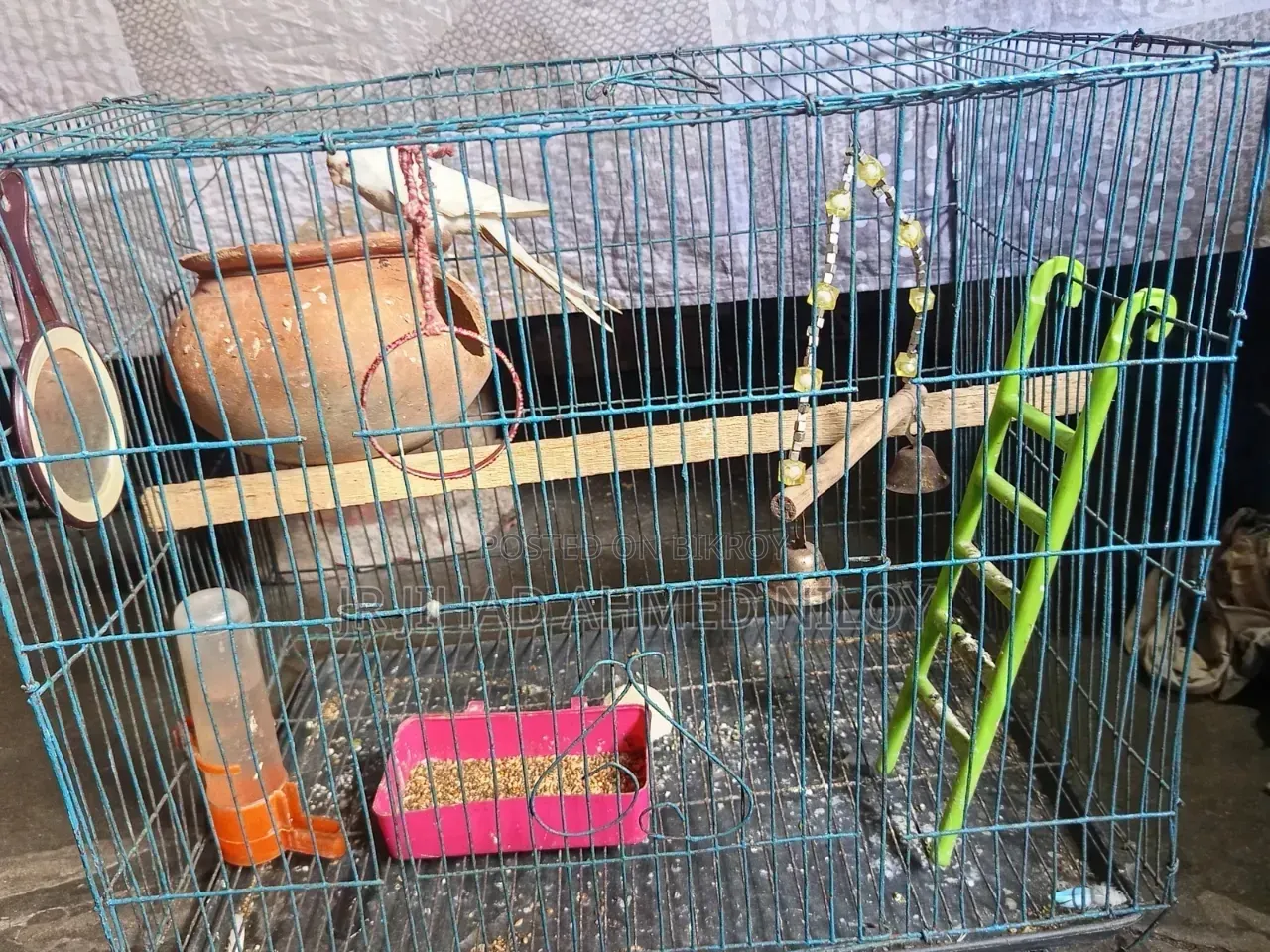 Budgerigar Bird