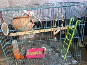 Budgerigar Bird
