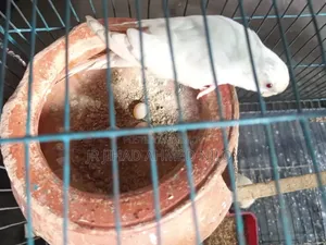 Budgerigar Bird