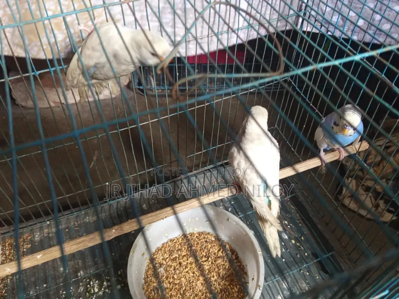 Budgerigar Bird