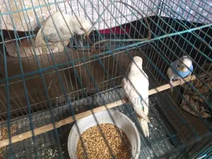 Budgerigar Bird