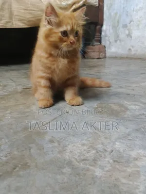 3-6 Months Male Purebred Persian
