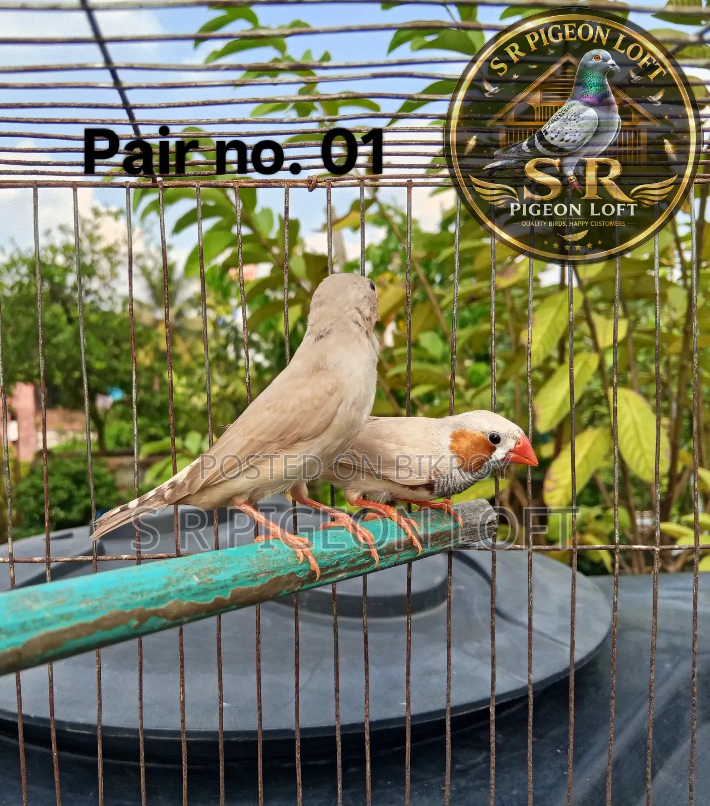দুইজোড়া নিউ এডাল্ট ফন জেব্রা ফিন্স