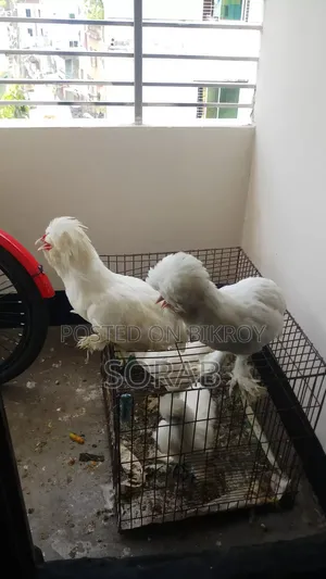 2 Turkish Sultan Pigeons for Exchange, 1 Male 1 Female