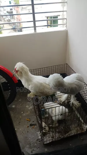 2 Turkish Sultan Pigeons for Exchange, 1 Male 1 Female
