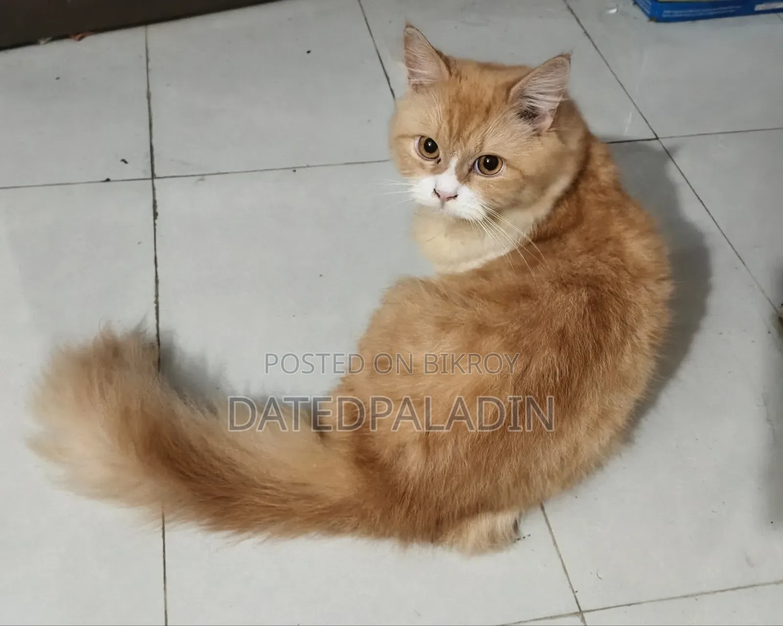 6-12 Months Male Mixed Breed Persian