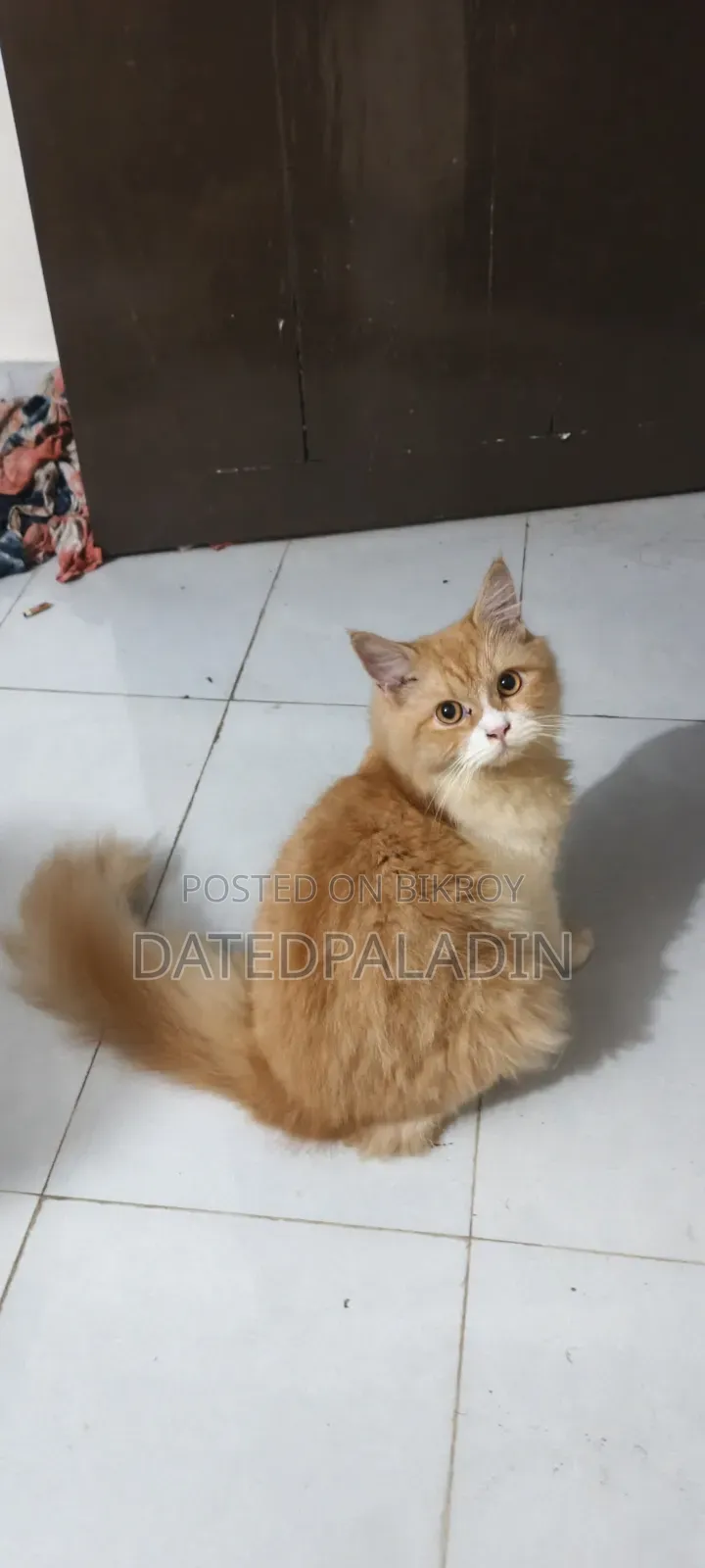 6-12 Months Male Mixed Breed Persian