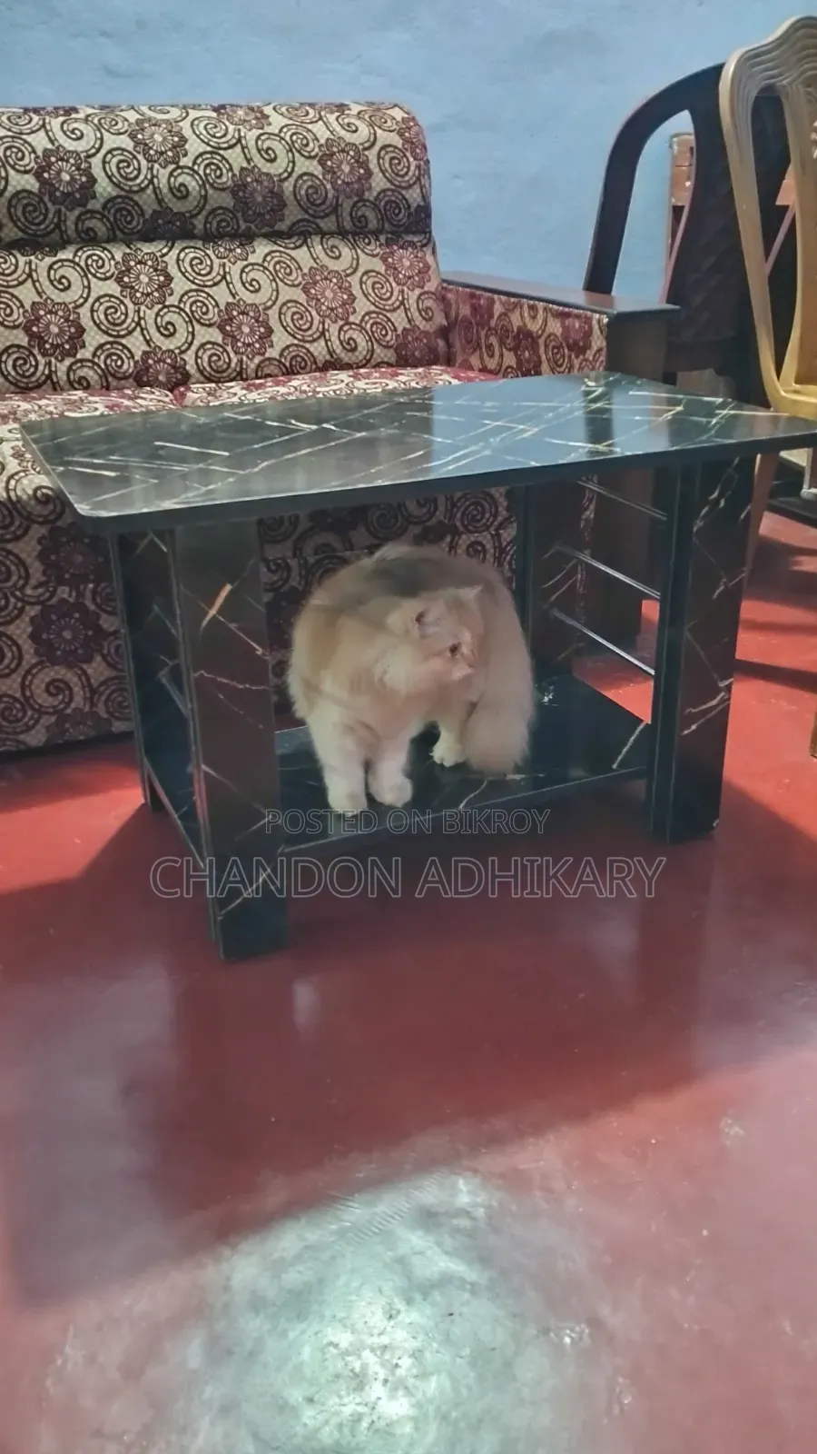 3-6 Months Female Purebred Persian