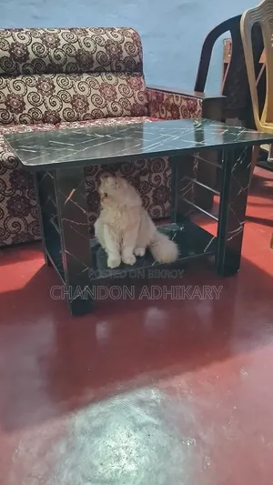 3-6 Months Female Purebred Persian
