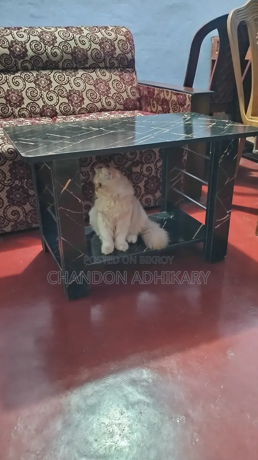 3-6 Months Female Purebred Persian