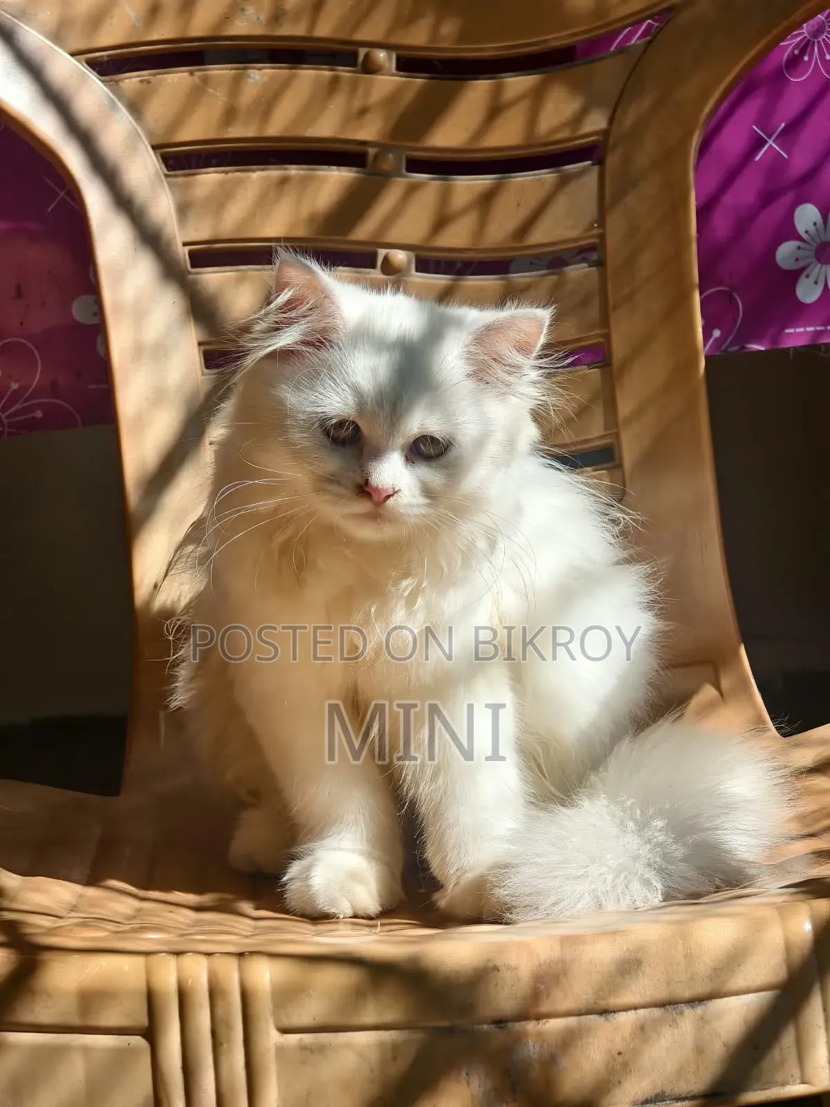 1-3 Months Female Mixed Breed Persian
