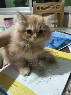 1-3 Months Female Mixed Breed Persian