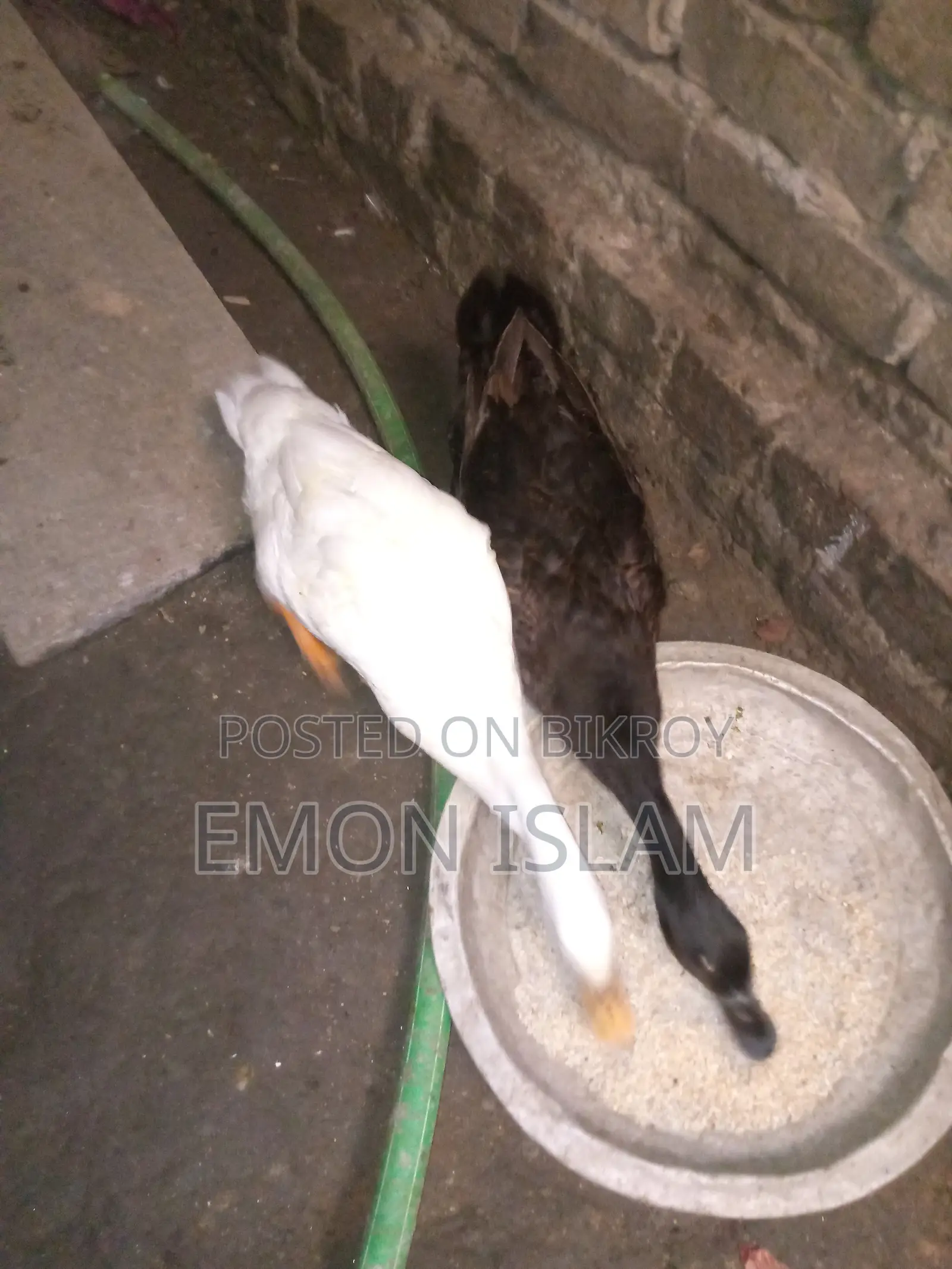 Egg-laying Deshi Ducks for Sale