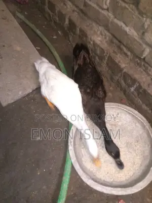 ডিম পাড়া দেশি হাঁস বিক্রি করা হবে