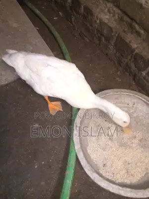 Egg-laying Deshi Ducks for Sale
