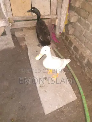 Egg-laying Deshi Ducks for Sale