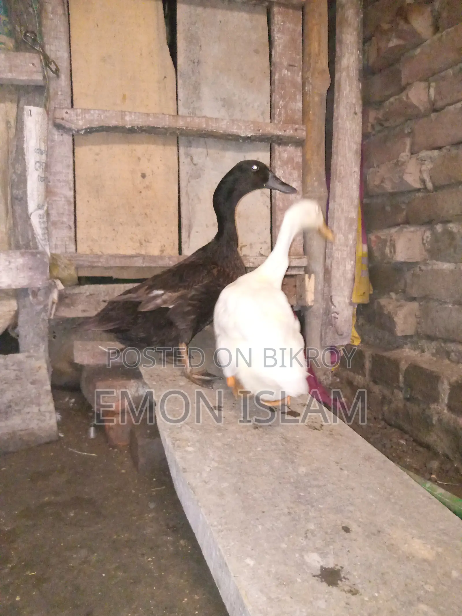 Egg-laying Deshi Ducks for Sale