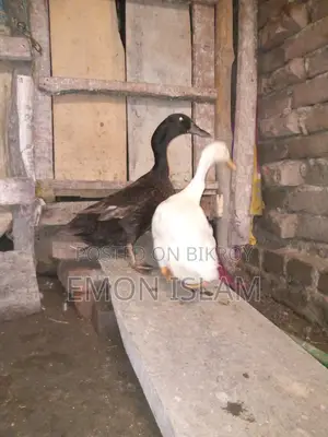 Egg-laying Deshi Ducks for Sale