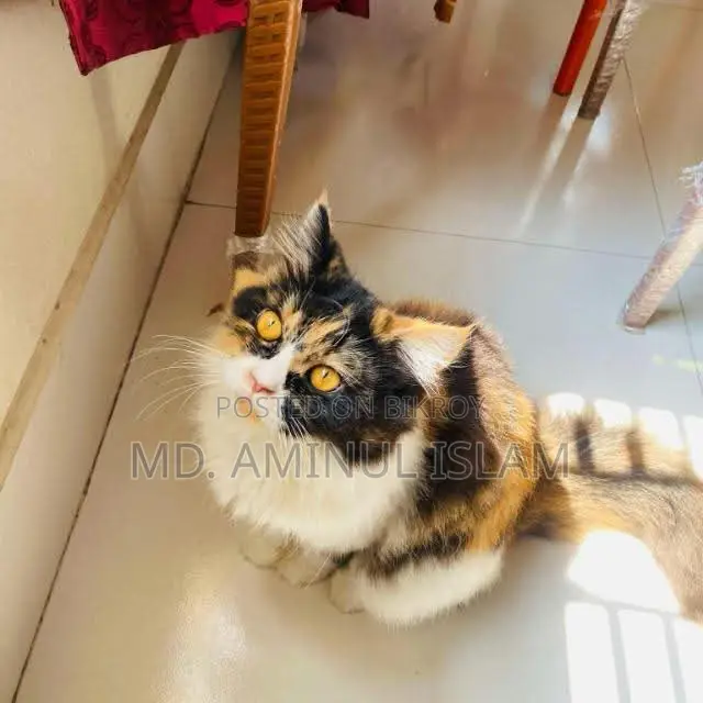 1+ Year Female Purebred Persian