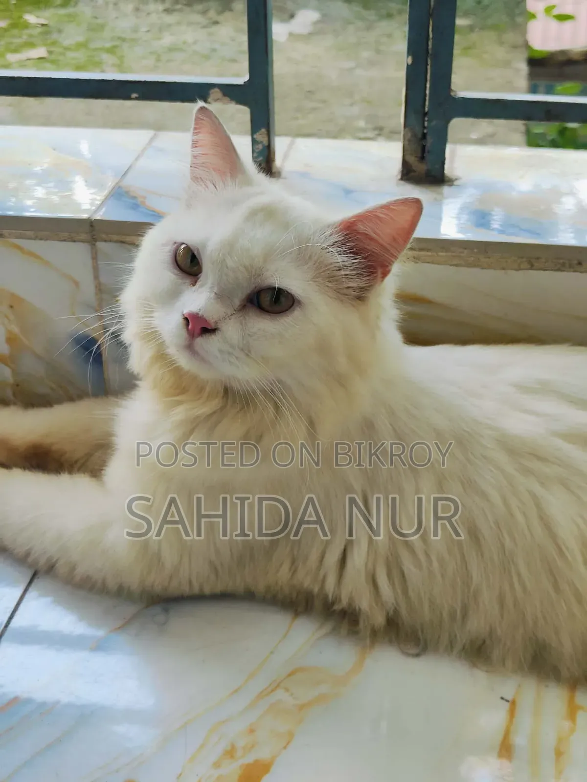 6-12 Months Male Purebred Persian
